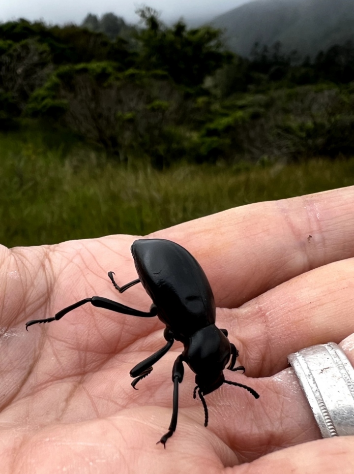 Darkling Beetle